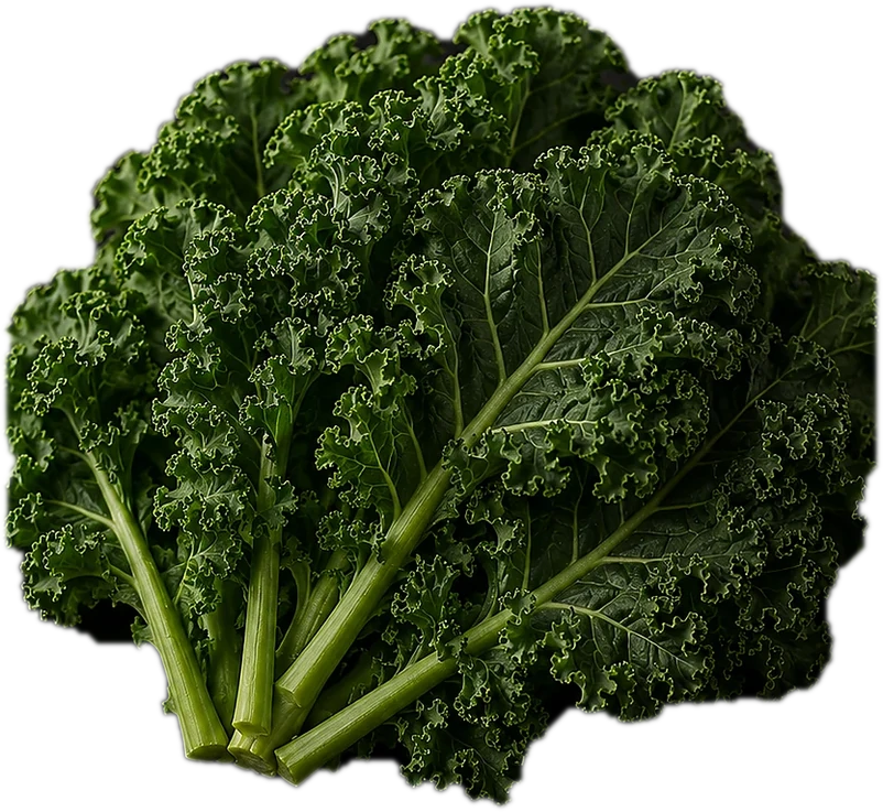 A fresh bunch of curly kale on a dark background